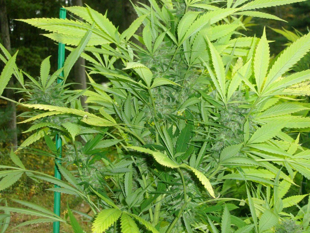 PC310989