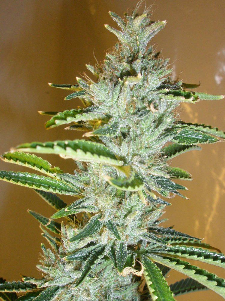 PC311003