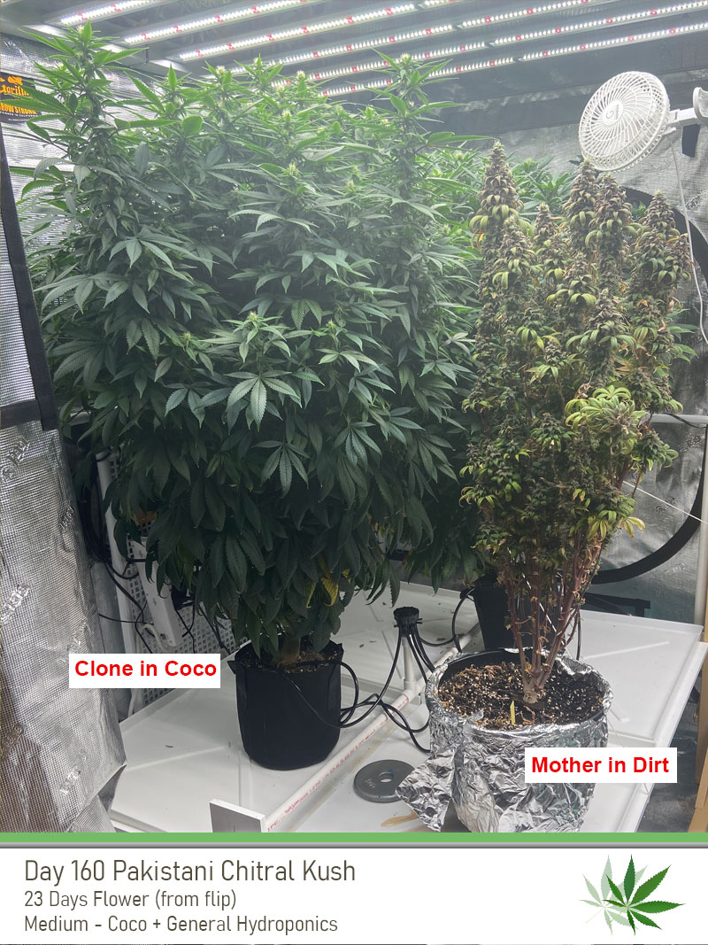 PCK 160 motherandclone