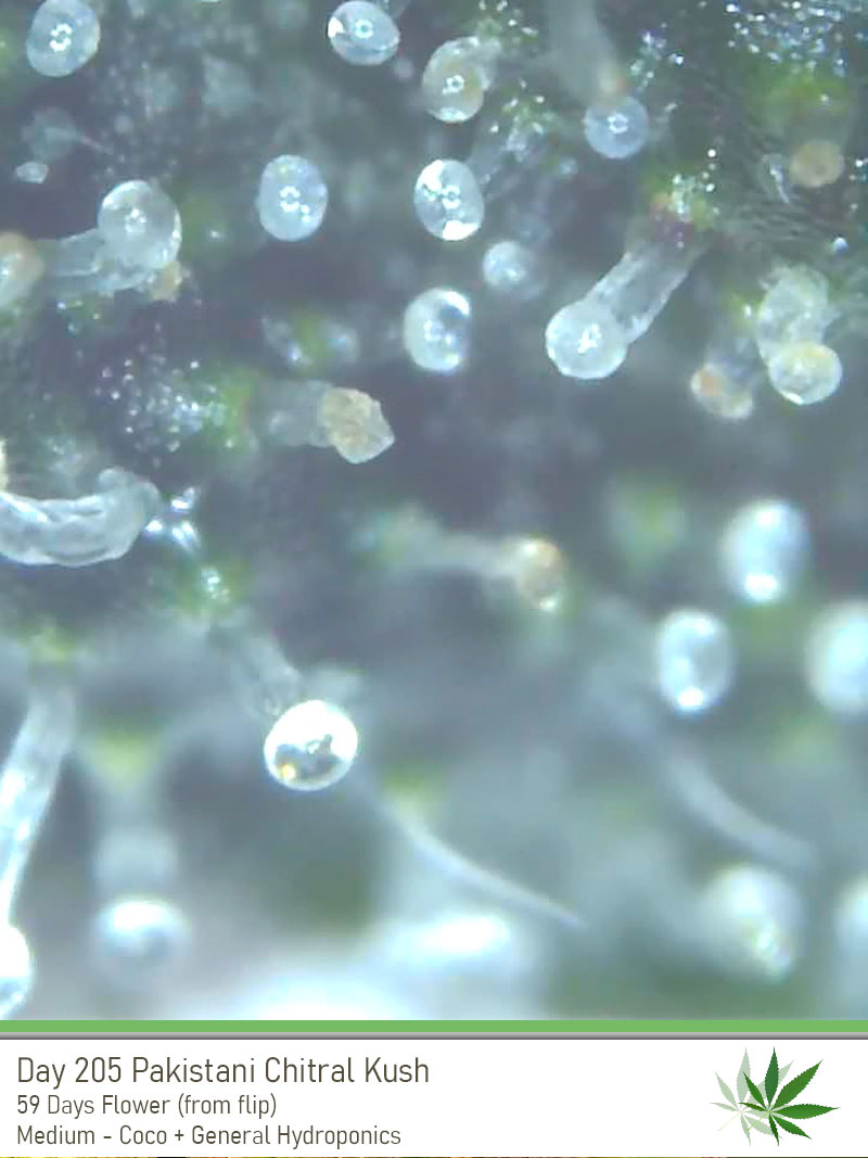 PCK 205 Trichs