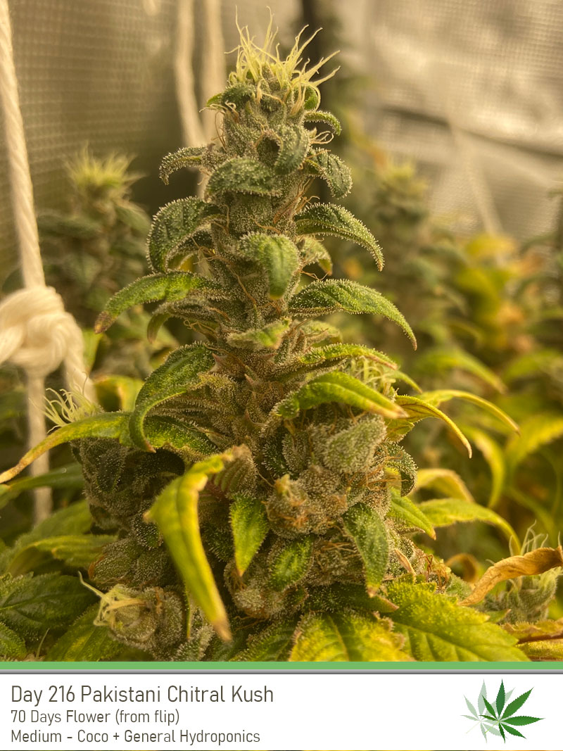 PCK 216 Bud