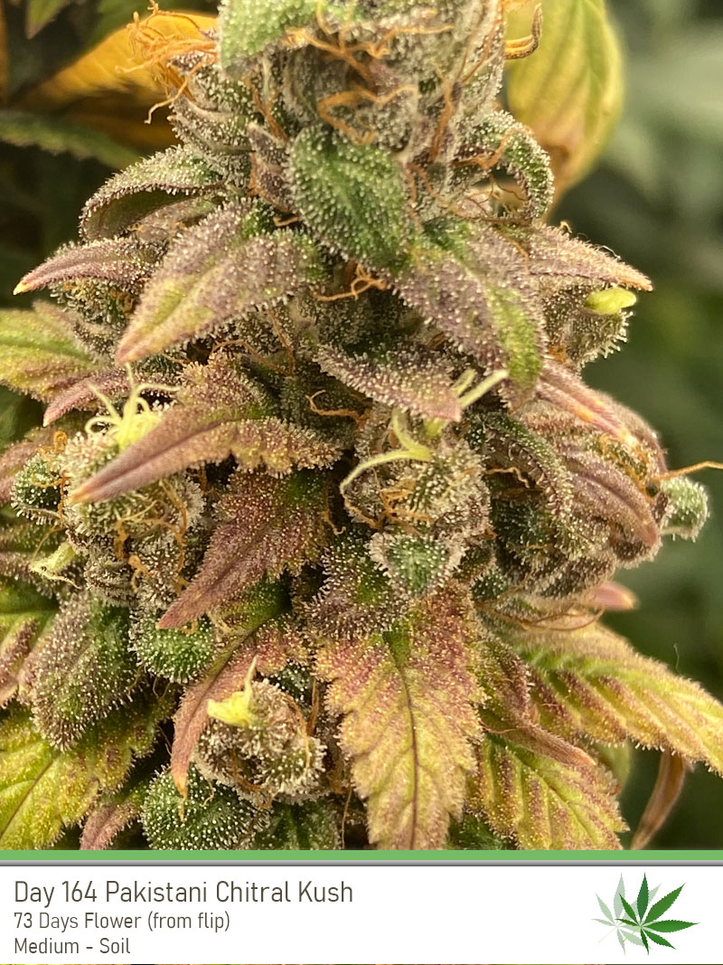PCK Mother 164 bud