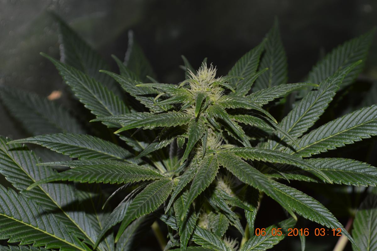 Pckgreenflower