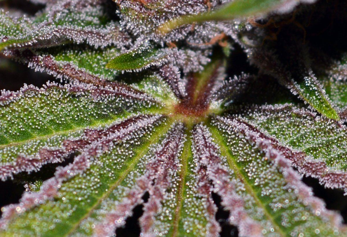 Pckpink frostleaf