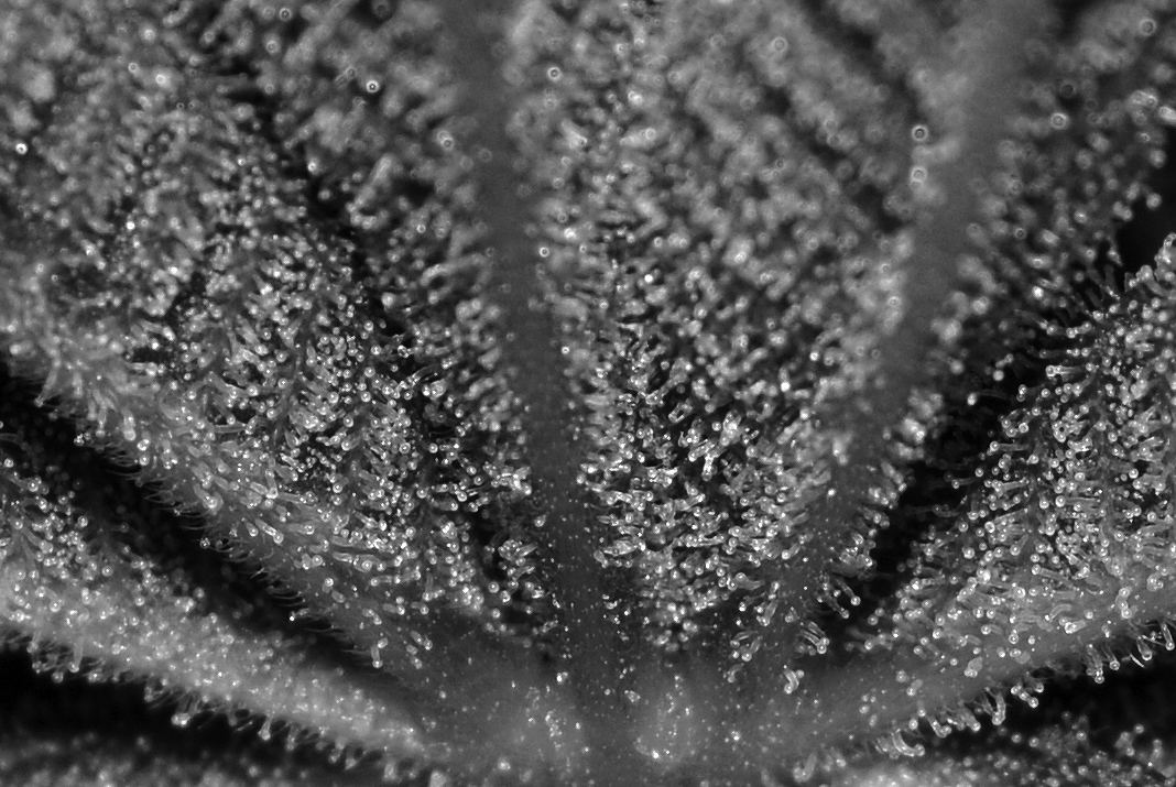 Pckpink frostleaf bott bwsmall