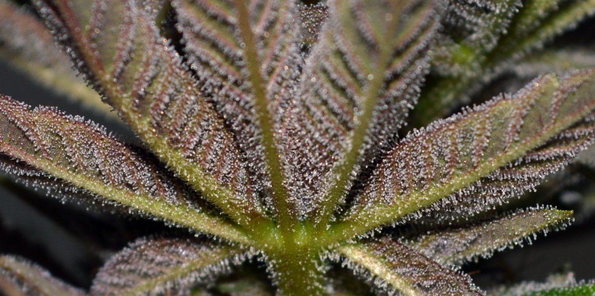Pckpink frostleaf bott large