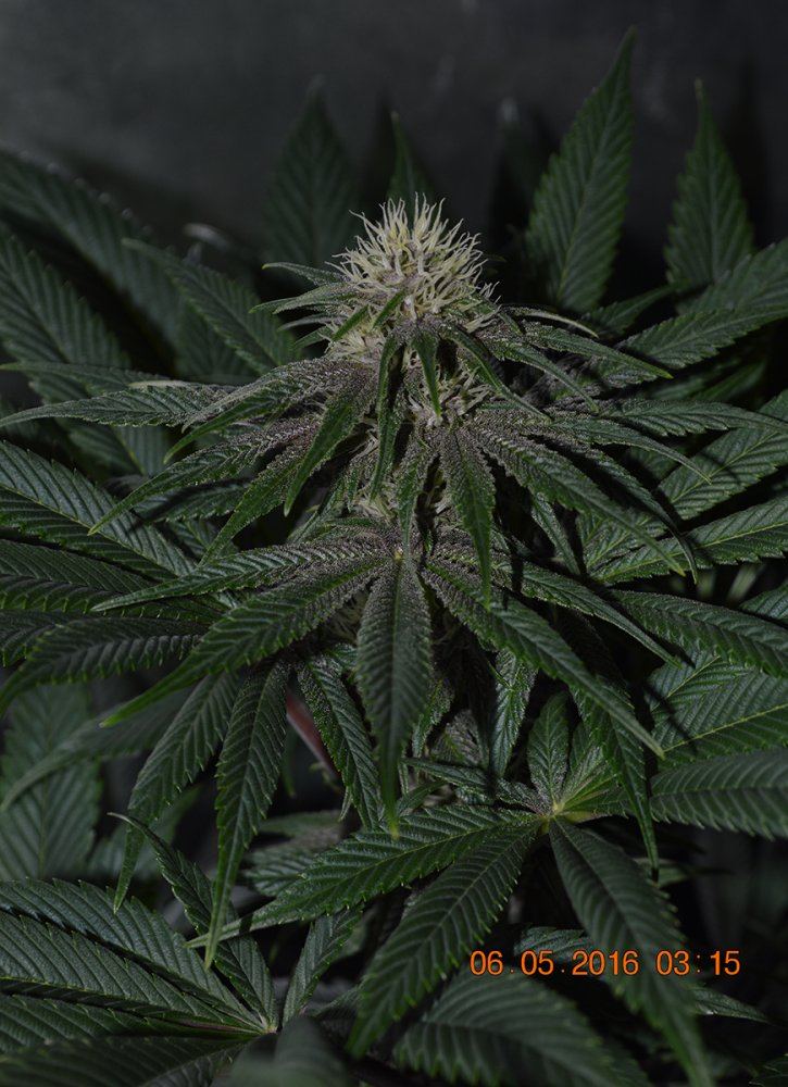 Pckpinkflower