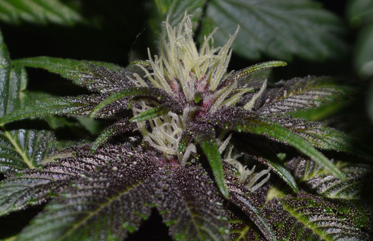 Pckpurp redflower