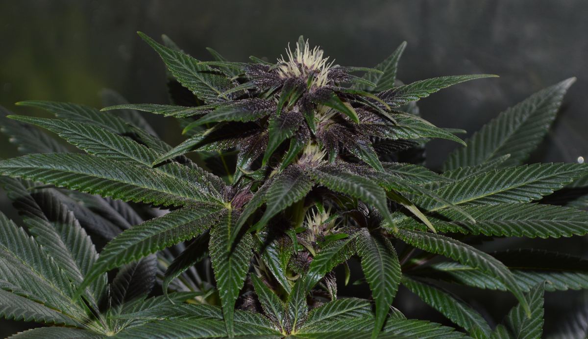 Pckpurpleflower