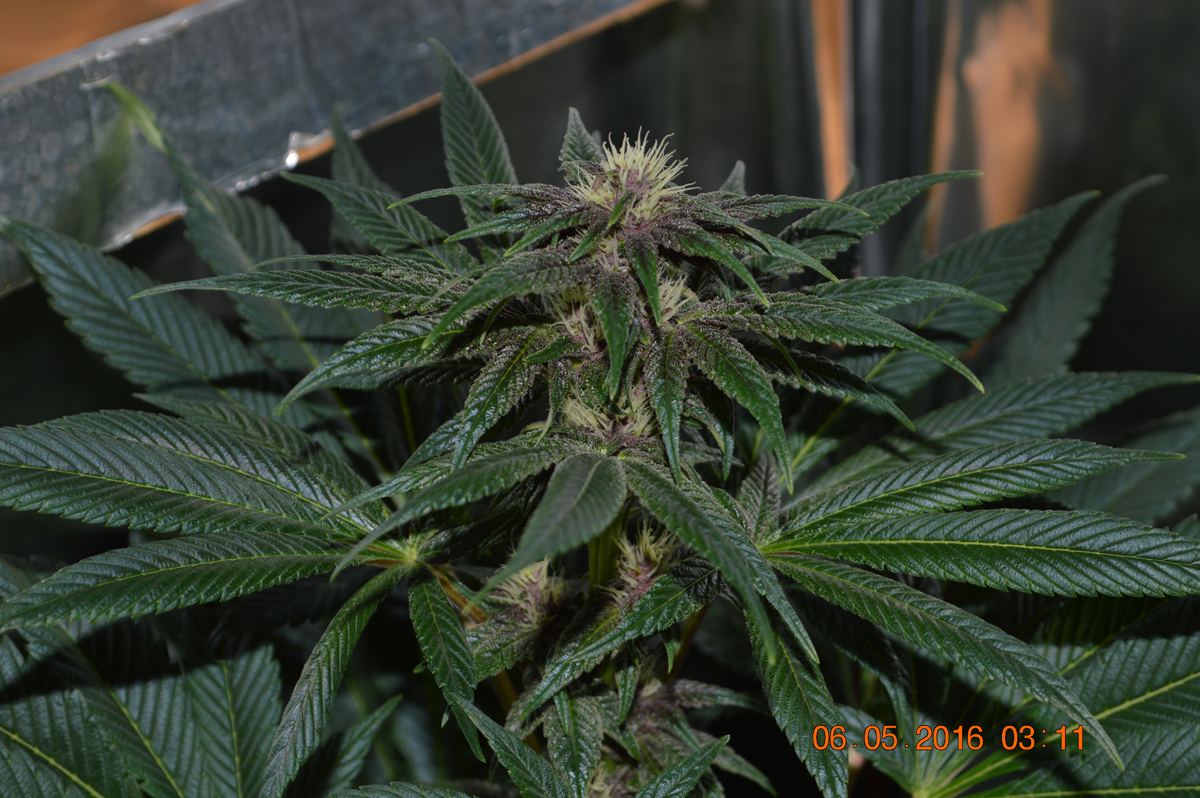 Pckredflower