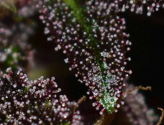 Pckredtrichs