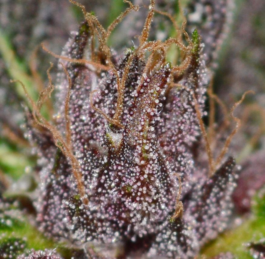 Pcktrichs