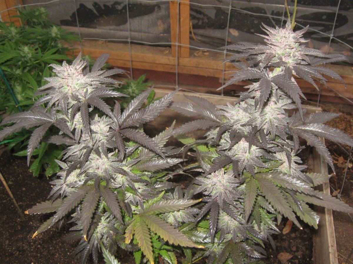 Pcp51days