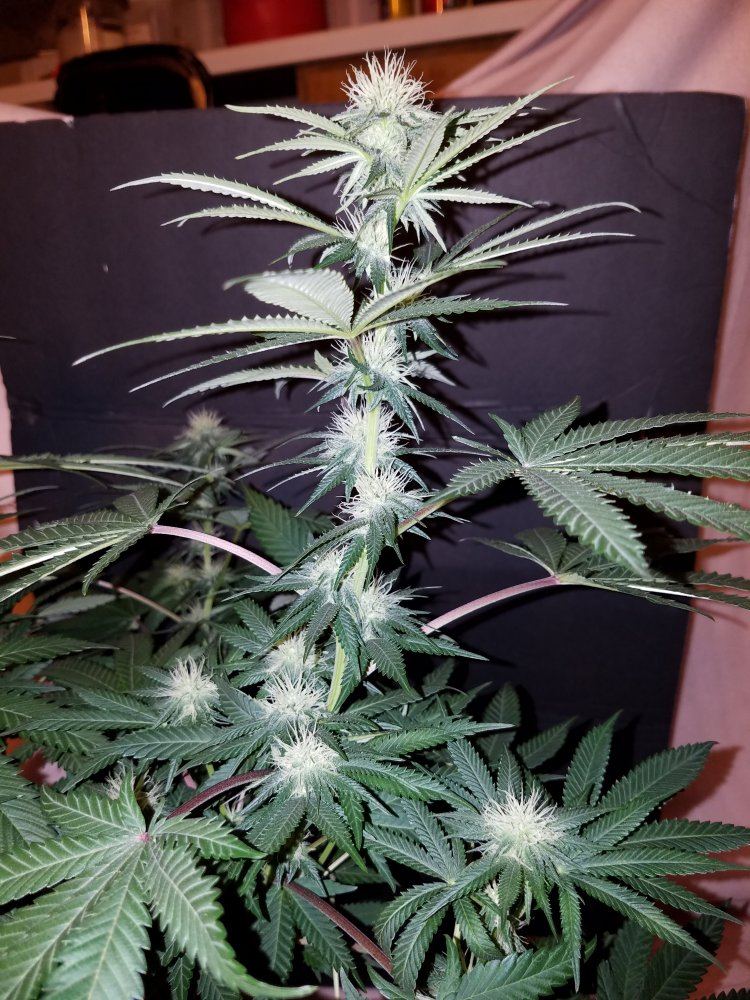Pd1b