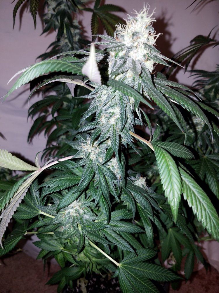 Pd2g