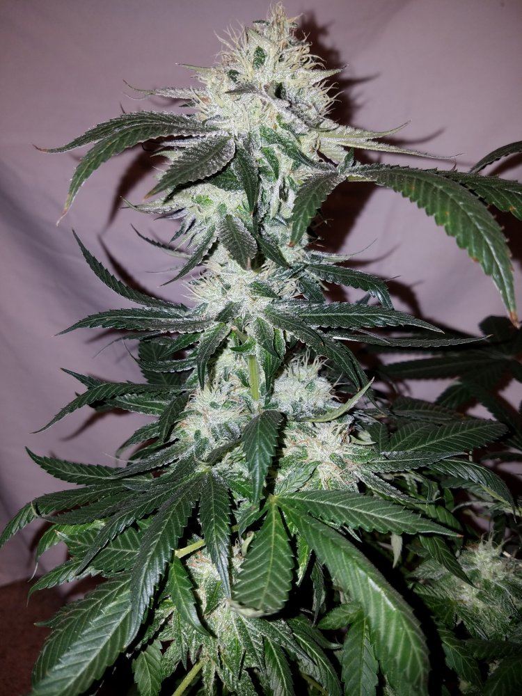 Pd4b
