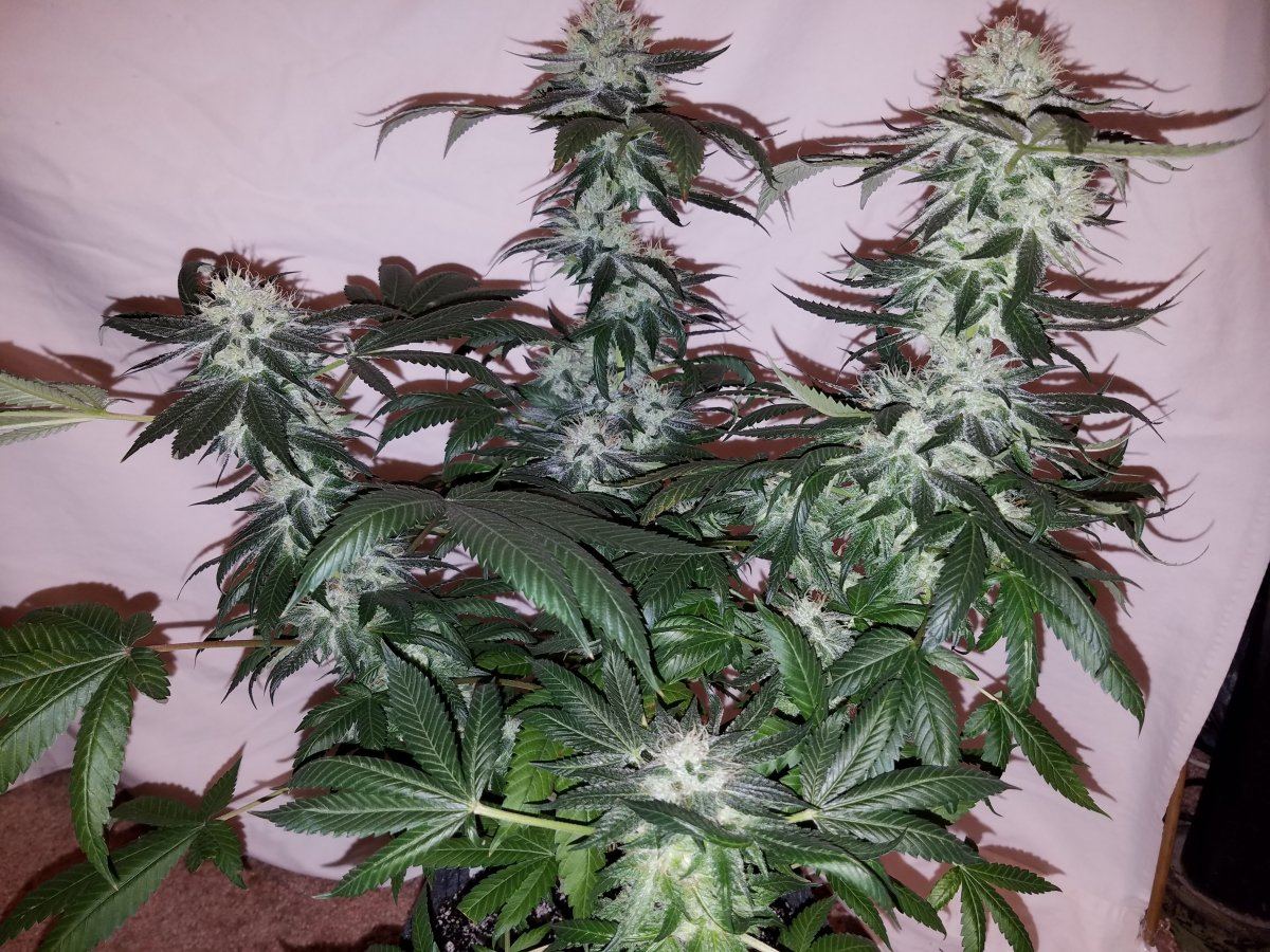Pd4f
