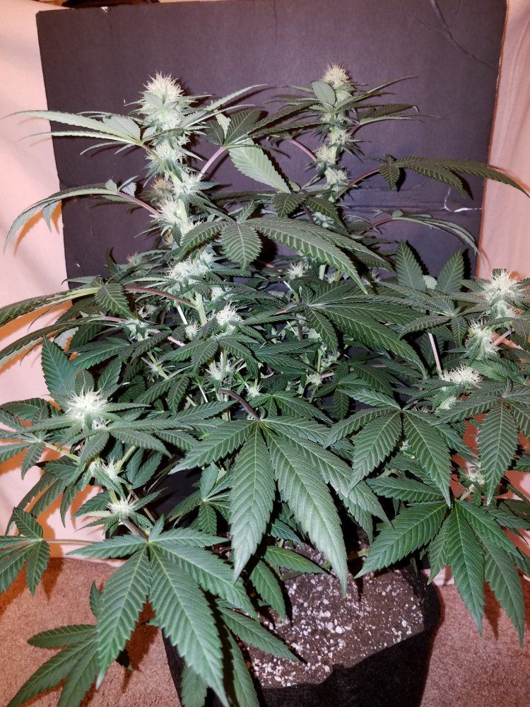 Pd5a