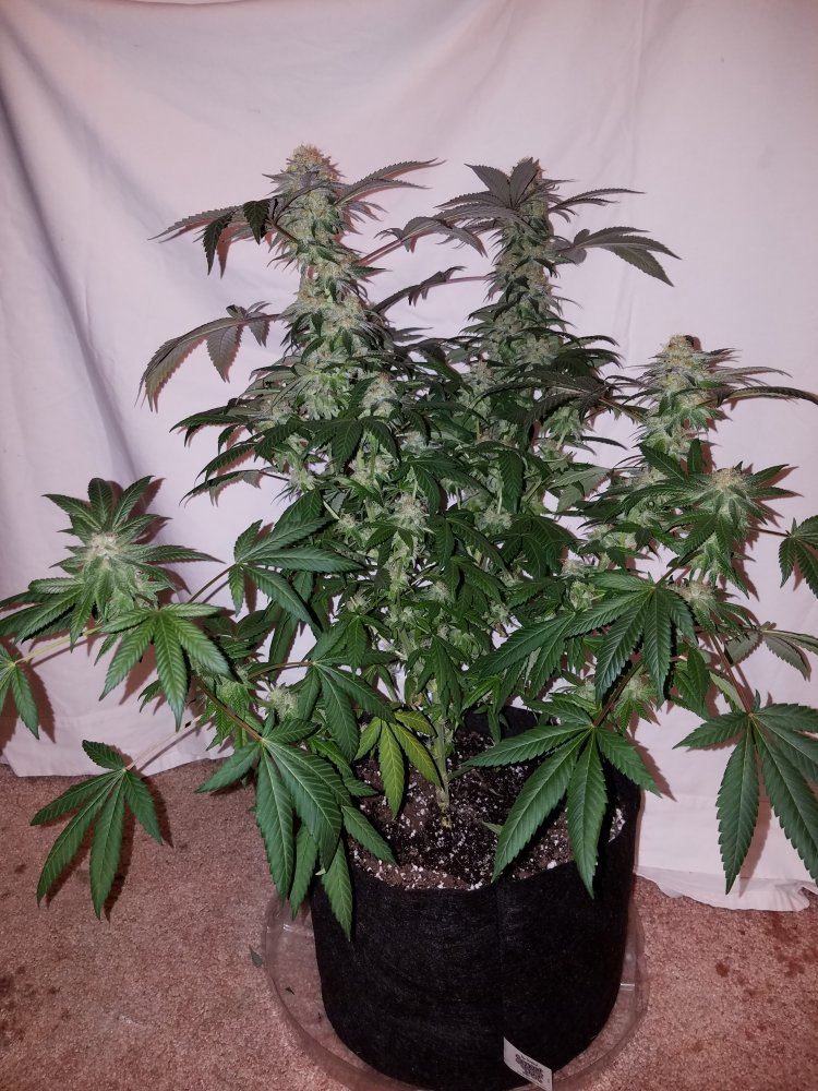 Pd5a