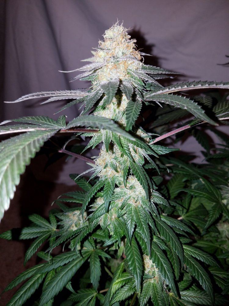 Pd5f