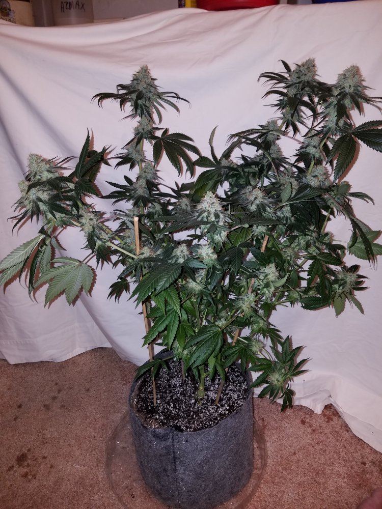 Pd6a