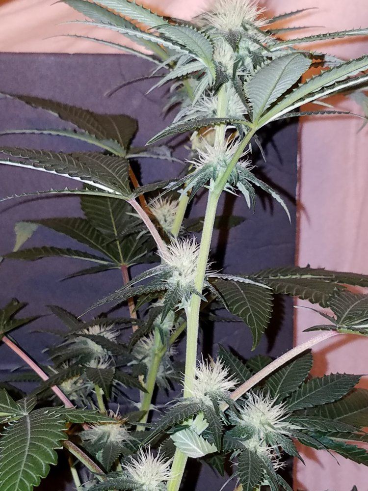 Pd6b