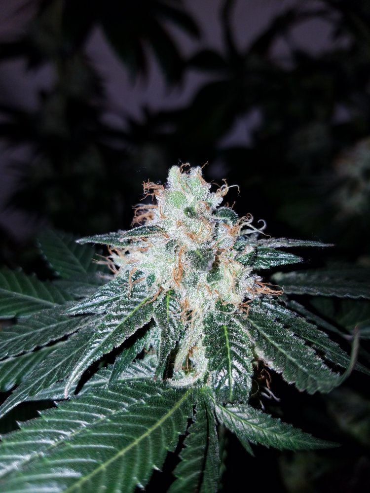 Pd6f