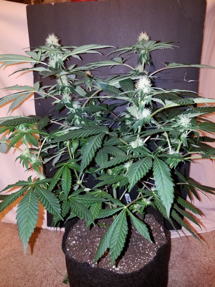 Pd7a