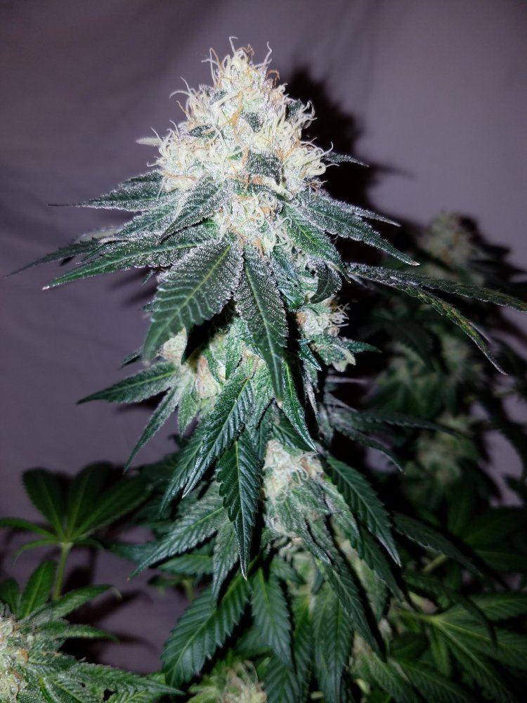 Pd7c