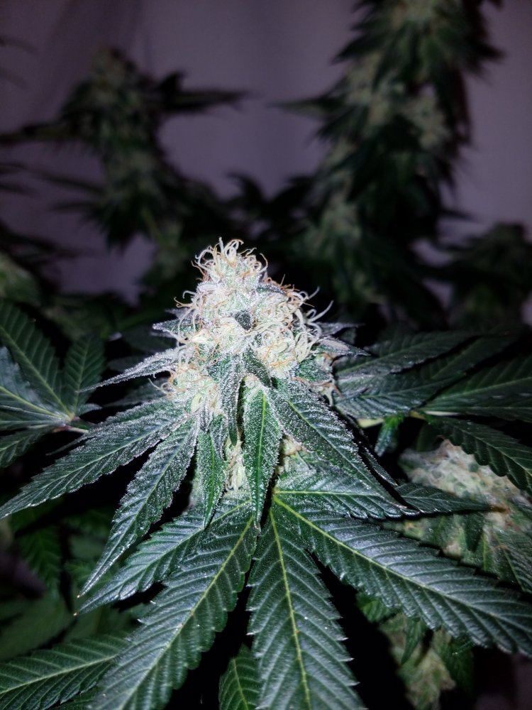 Pd7f