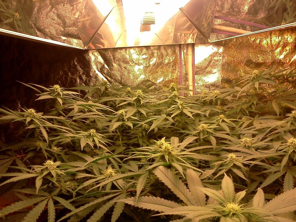 PDP IG420