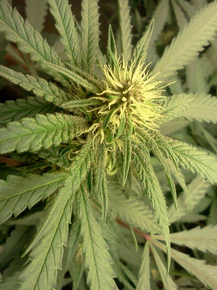 PDP IG420 top