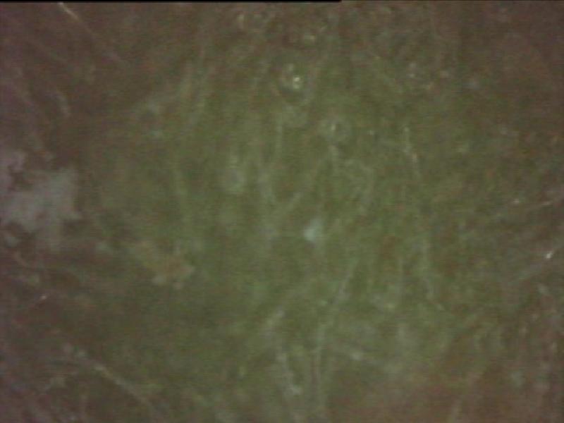 PDVD 020