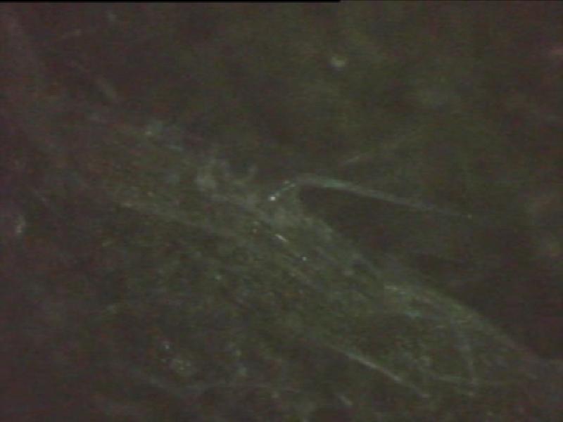 PDVD 034