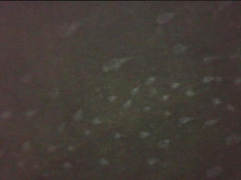 PDVD 050