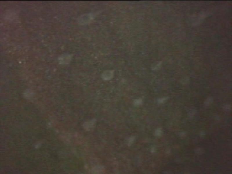 PDVD 052