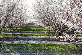 Peachflowers