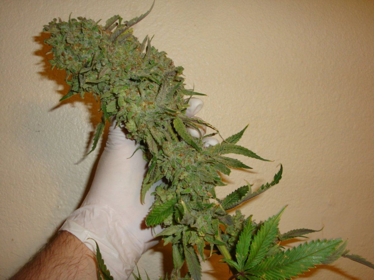 Peak19 bud