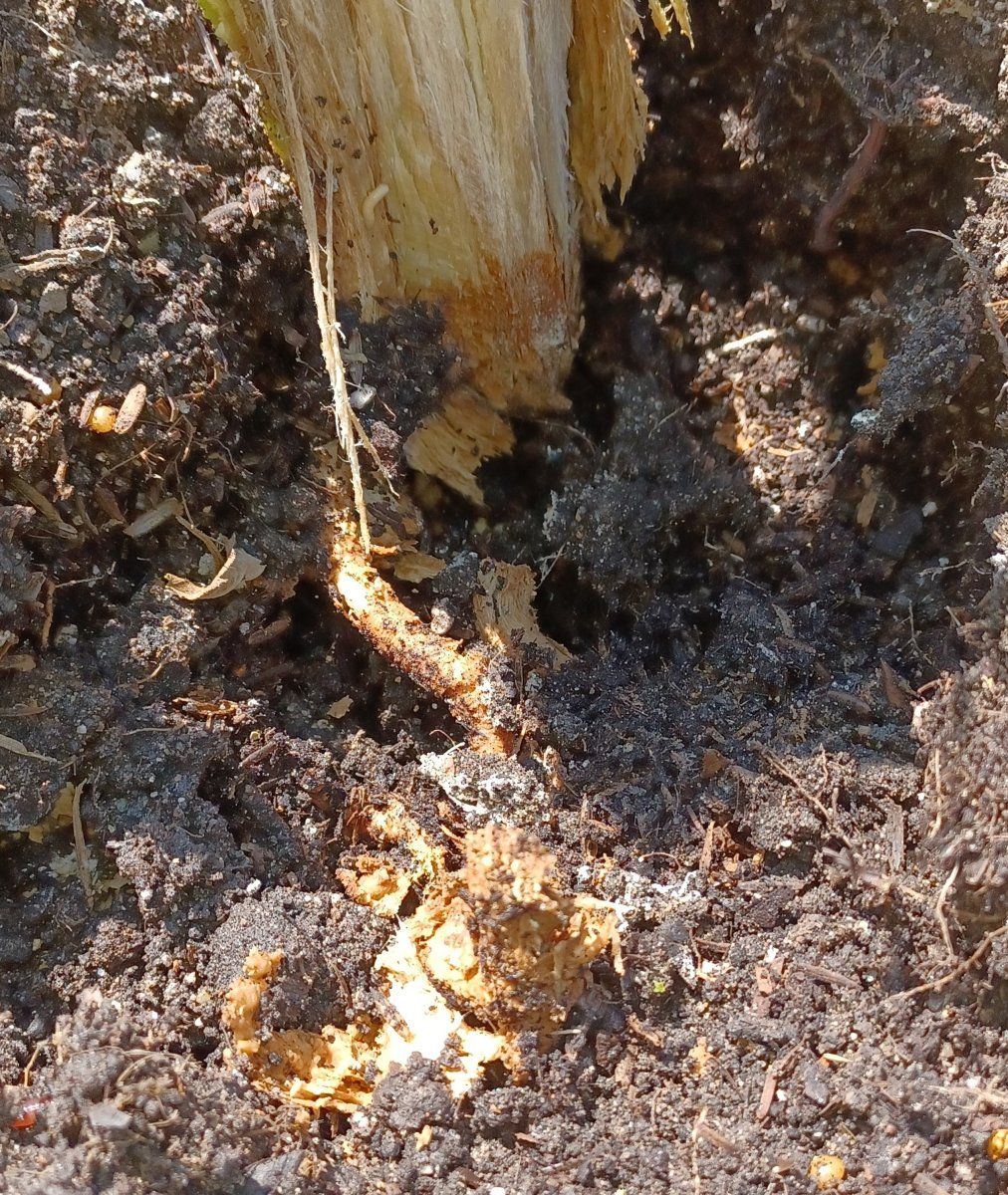 Peanut Butter 3