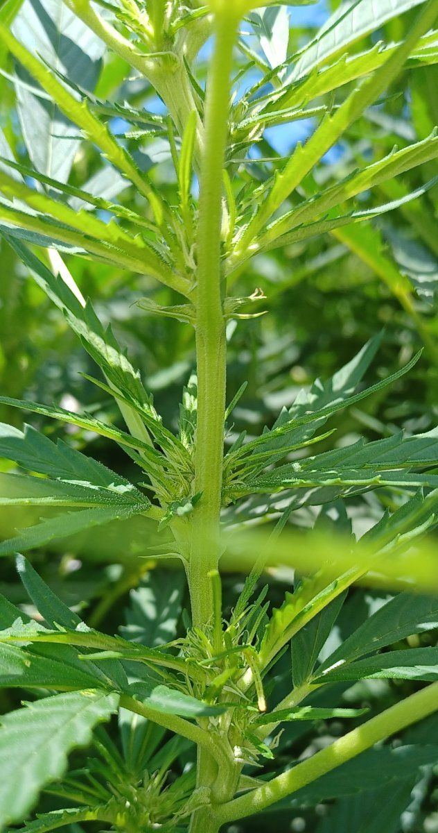 Peanut Butter Herijuana bud