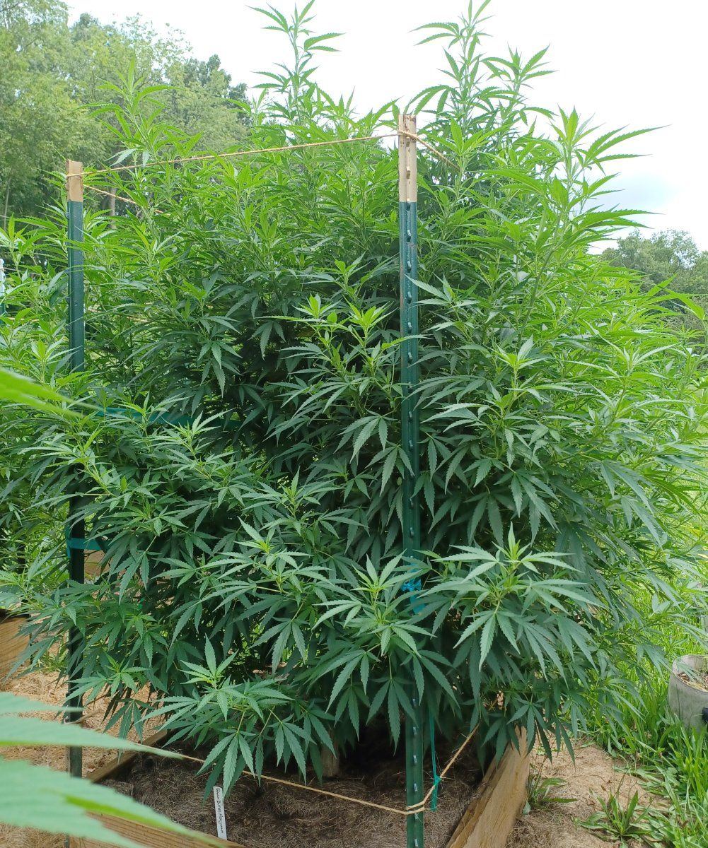 Peanut Butter Herijuana