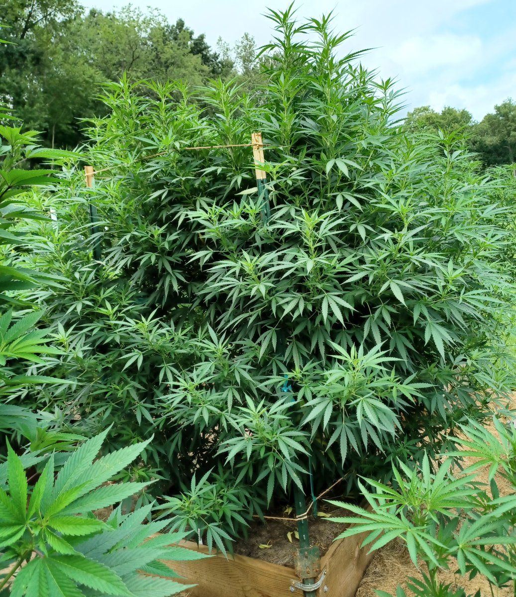 Peanut Butter Herijuana