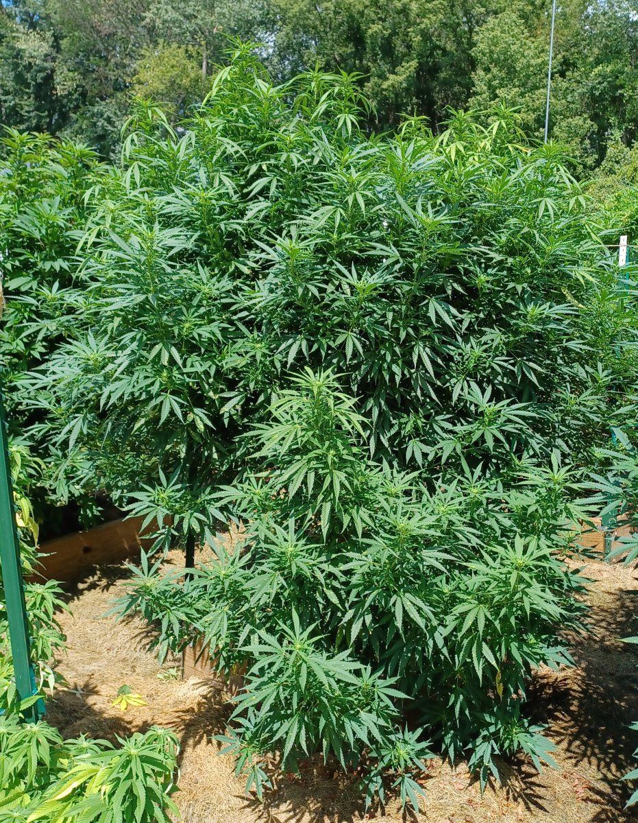 Peanut Butter Herijuana