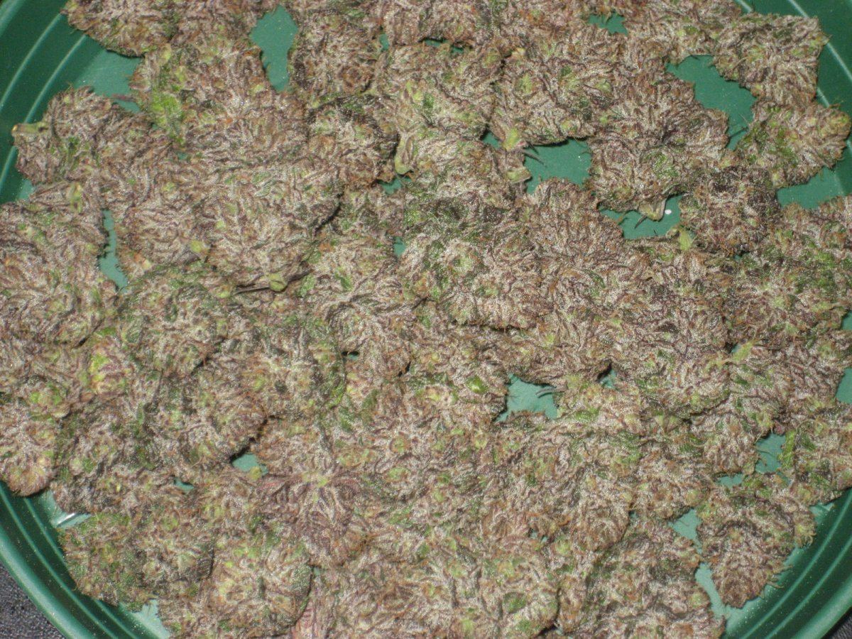 Penelopes cbd breedings 9