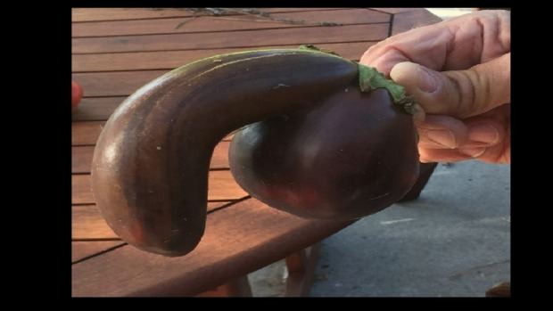Penis