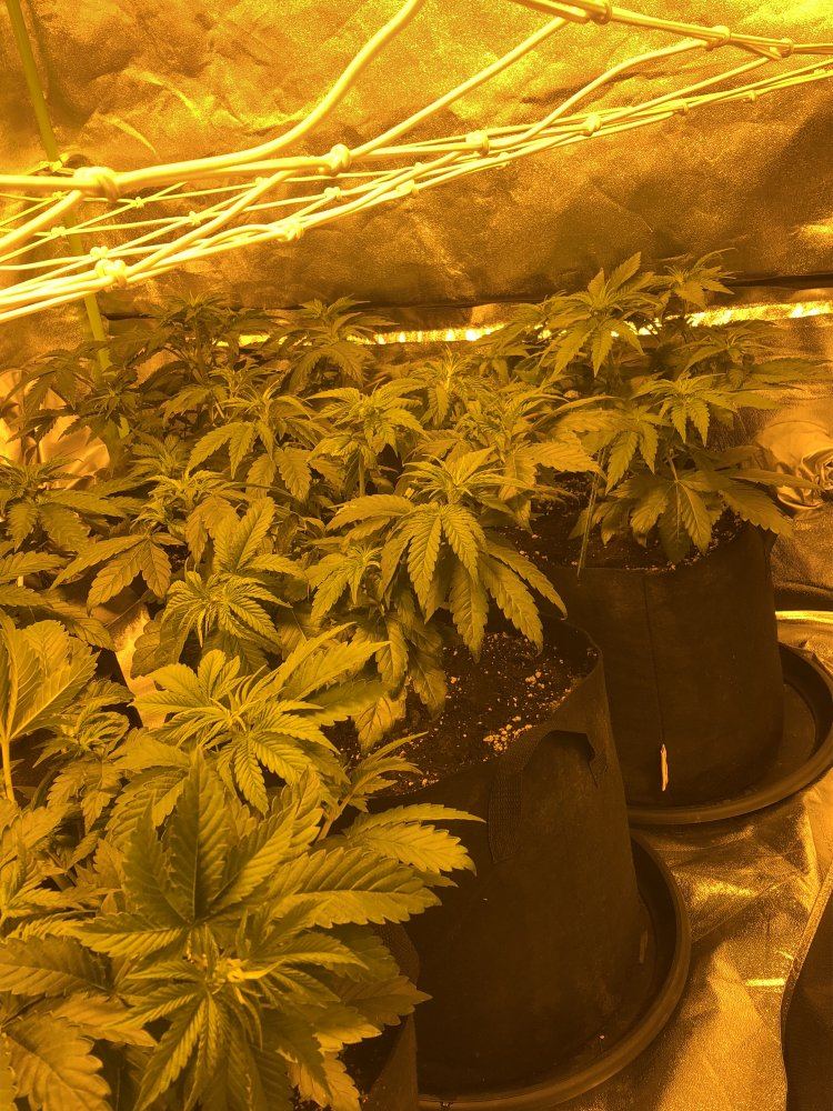 Peoples opinions on plant magic organic grow bloom 5