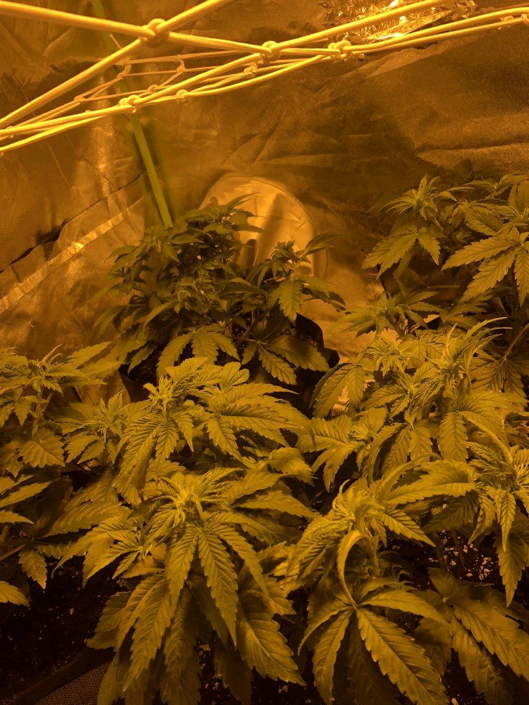 Peoples opinions on plant magic organic grow bloom 8