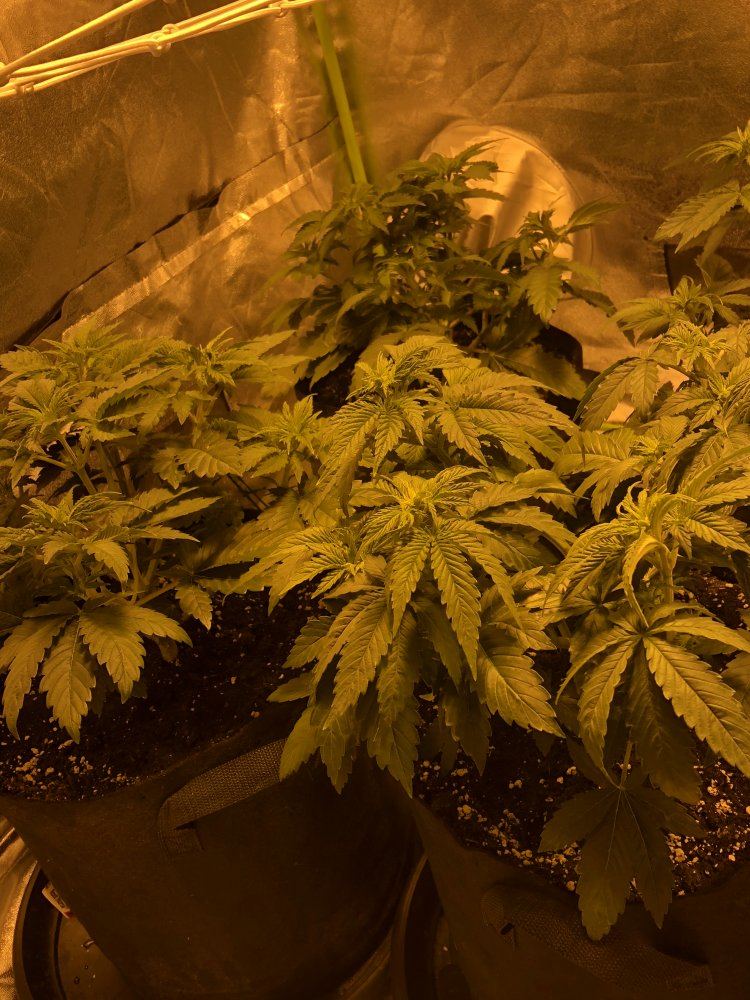 Peoples opinions on plant magic organic grow bloom 9