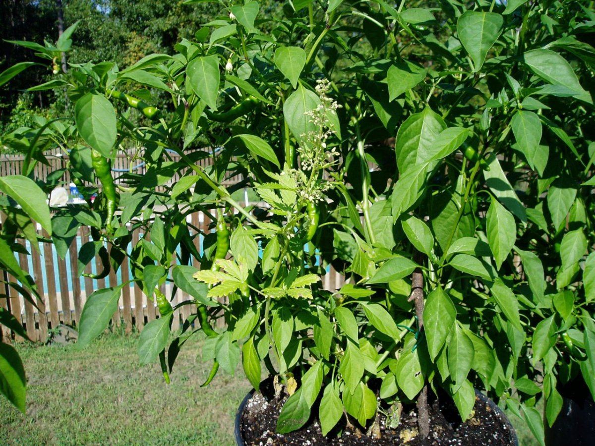 Peppers 002