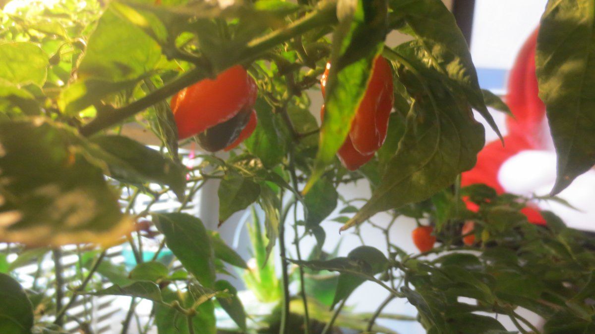 Peppers and stuff 001